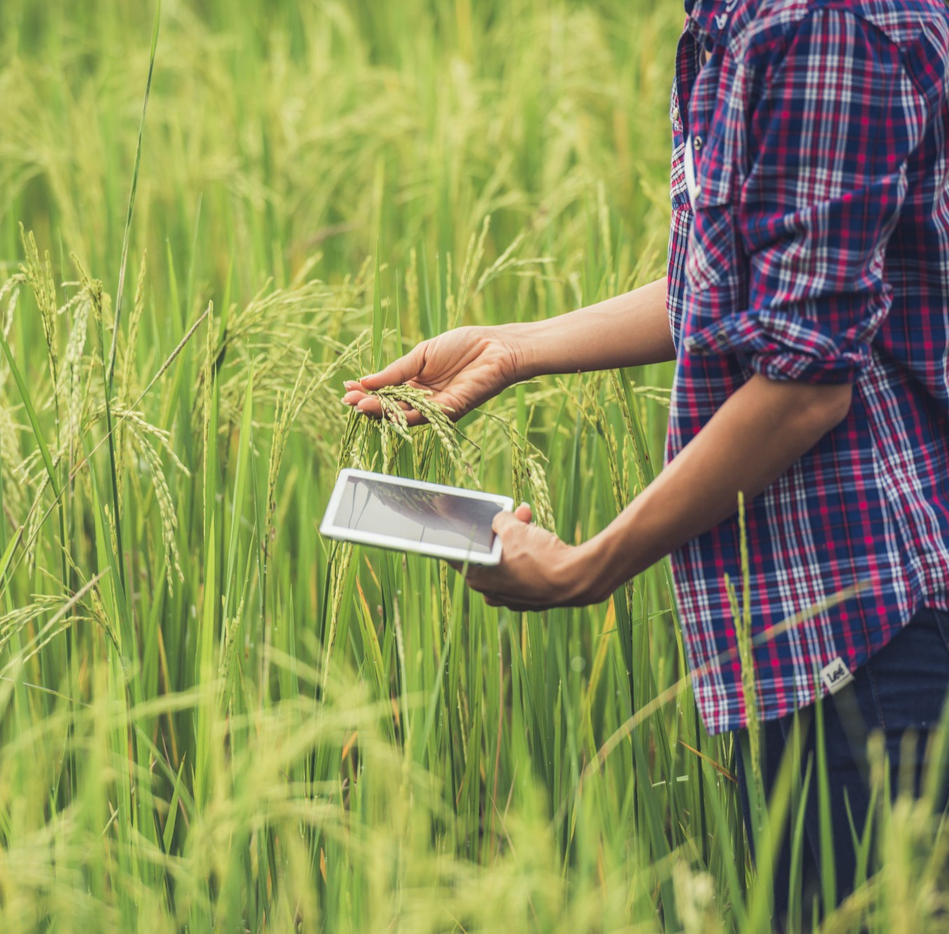 Farmer inspecting rice crops in a green paddy field using a tablet